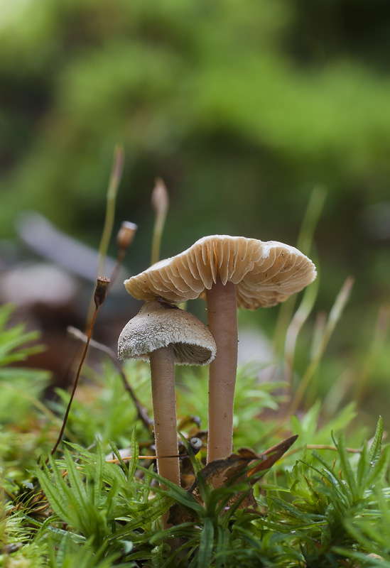 Inocybe petiginosa